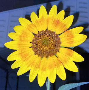 Meet your Posher, Kailee